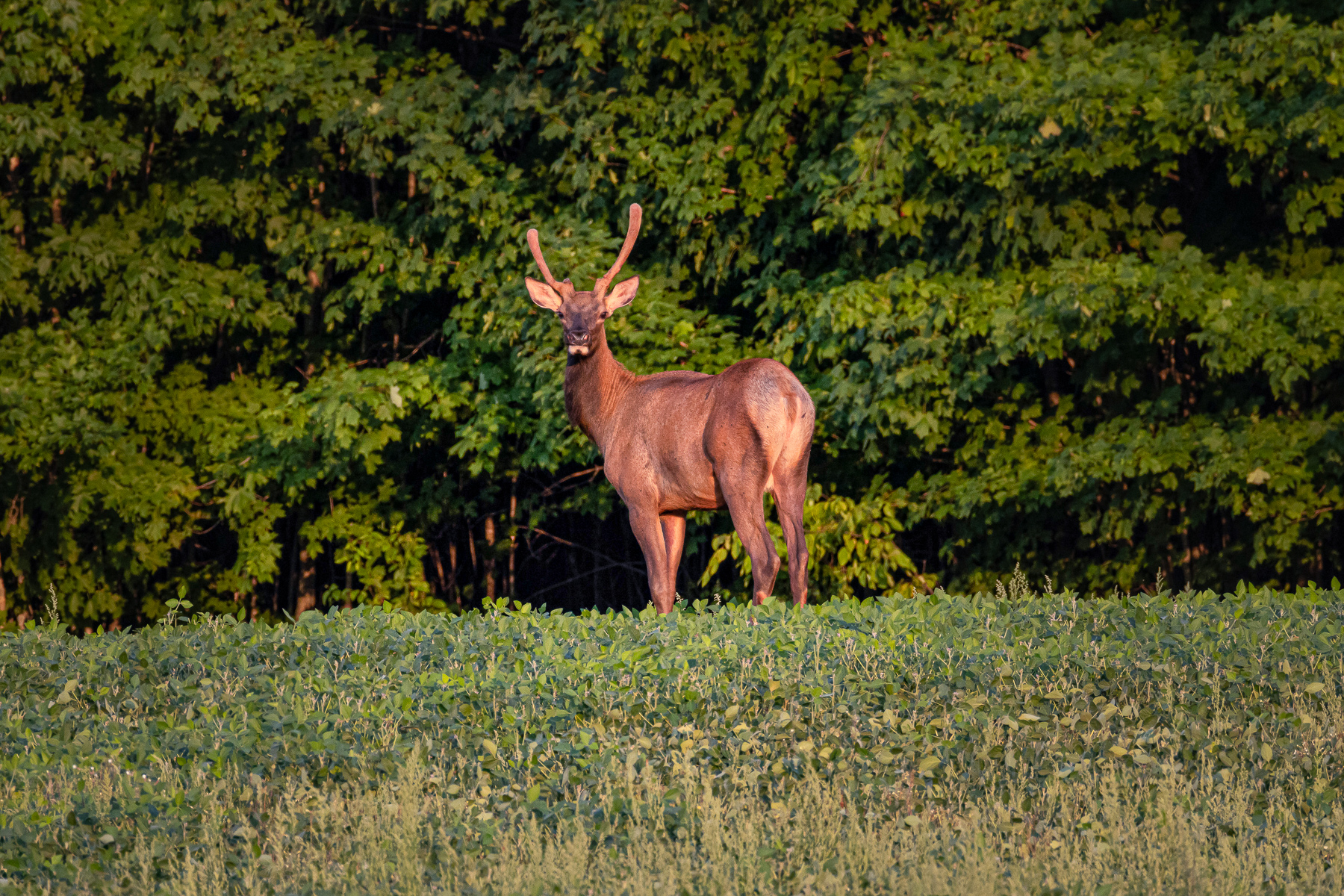 A brown deer with antlers stands in tall grass, facing the camera, with green trees behind it.
